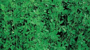 Alfalfa & Trees For Goats // Darakht Hor Alfalfa // بکریوں کے لئے درخت اور لوسن | Goat Land Farms | Facebook