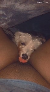 My dog secretly eats me out