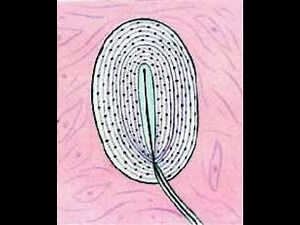 General Senses and Types of Sensory Receptors