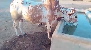 1K views · 122 reactions | MASHAALLAH ❤️ | Karachi Sohrab Goth Cow Mandi-Bakra Eid In Pakistan | Facebook