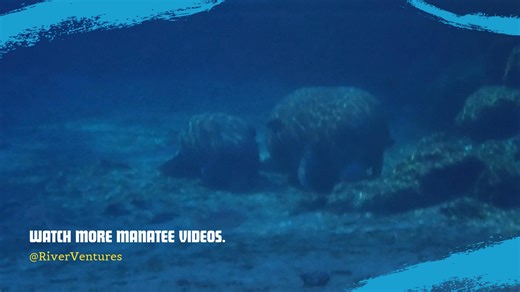 Manatees: Gentle giants that guarantee endless delight! #manatee #riverventures | River Ventures - Swim with Manatees