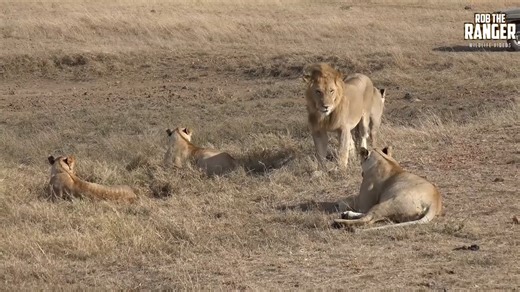 Big Lion Breaks Spine Of Youngster: An In-depth explanation.