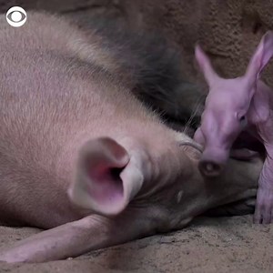AARDVARK ADVENTURES: Chester Zoo in England welcomed its first ever baby aardvark in January, and newly released footage shows the baby cuddling with its mother. The calf was named Dobby due to its “close resemblance to the beloved Harry Potter character.” | CBS News