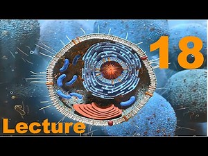 Biochemistry from Lehninger, Lecture 18, Fat Soluble Vitamins and Membrane Composition