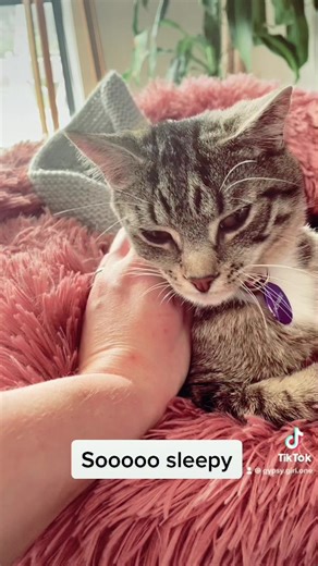 gypsy.girl on TikTok