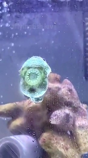Funny and Cute Tiny Fish Video Compilation