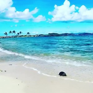 Can it get any better. Vacationon the beach at our Sapphire Beachside condo in St Thomas US Virgin Islands | Tovilla Properties