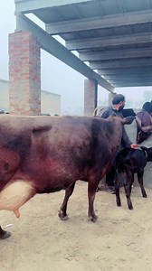 28K views · 1.7K reactions | Imported Jersey Cross Cow | Big Udder Cow | Highest Milking Cows | Taj Dairy Farm #cowforsale #cows #hfcow #hfcowfarm #jerseycows | Jhang Janwar Mandi | Facebook