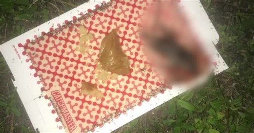 'I feel stuff crawling on me:' Rodent, bug infestation found in Riviera Beach apartments