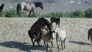 Clip D159_39_065, from Dissolve