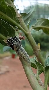 A rarely seen video of a caterpiller turning into a butterfly. A seemingly magical process of transformation, of Nature.🦋🦋🦋 learnings from Nature.. A man spent hours watching a butterfly struggling to emerge from its cocoon. It managed to make a small hole, but its body was too huge to get through it. After a long struggle, it appeared to be tired, and remained absolutely still, seeming to give up. The man thought he would help the butterfly, and with a pair of scissors, he cut open the cocoo