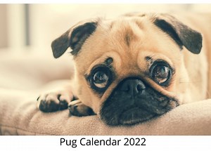 Pug Calendar 2022 - Etsy UK