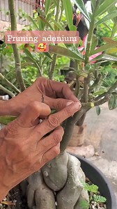 Pruning adenium 🥰 #gardininspriration #adeniumlover #pruning @highlight | Coralyn Torres