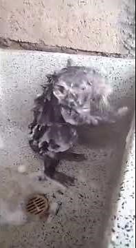 Crazy mouse rat taking shower bath wow