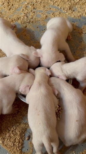 June 22 update: Yesterday the pups turned 3 weeks old and had their first taste of real food. They loved it. Only a couple more weeks until they go home. All owners please contact me to arrange shipping or pickup. Circle S Kennels, representing the total function of the Dogo. Romans 3:23 Dogobreeders.com | Dogo Breeders - Circle S Kennels