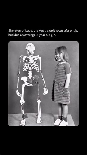 Horrors | Discovered in 1974 in Ethiopia, Lucy — an Australopithecus afarensis — is one of the most famous fossils in history. Estimated to be 3.2... | Instagram