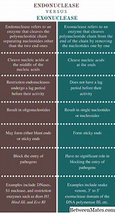 Endonucleasa y Exonucleasa - CIENCIA 2026