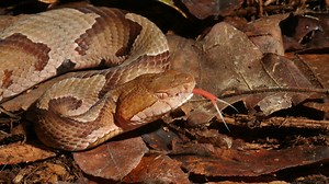 The six venomous snakes of Alabama. What kind and where they are found in the state