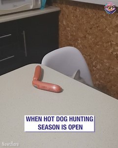 Hot dog hunting season is open! 🌭😼 | HomeChic