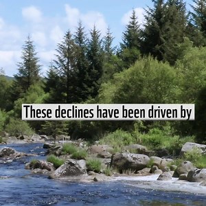 We need to reverse wildlife declines and restore nature! 🌿 🦔 🌳 | WWF Scotland