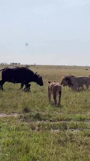 A buffalo attempts to defend her calf from a pride of lions ends up becoming a meal herself. In the wild, an encounter between a lion and a herd of buffaloes can be intense and dramatic. Buffaloes are large and muscular herbivores that can effectively defend themselves and their herd, whereas lions are well-known for their hunting prowess and hunting prowess. Let's investigate the possible dynamics of a lion versus bison scenario. Compared to a completely grown African buffalo, lions are relativ