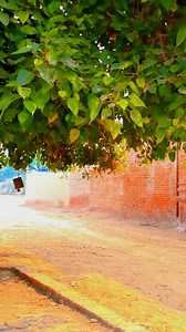 Old Haveli Shah Shafiq Nihang Jhang Punjab Pakistan ..  #Haveli #Old_House #History #Heritage #Tareekh #tawareekh #BritishRaj #Britishperiod #San47 #Save_Historical_Places_Of_Pakistan #shahidshabbirbabaji #ShahidShabbirOfficial | Save Historical Places of Pakistan | Facebook