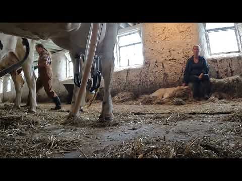 Milking Time IV