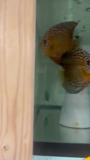 Discus here think it’s Easter or something. Eggs everywhere all the sudden. | Jacobus Koopsvantjagt