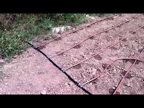 Establishing Buffalo Grass from Seeds