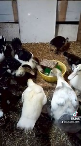 73K views · 646 reactions | Xav tau yam twg hu kiag rau Shop Hmoob .... tshuaj zoo mob aws | Shop Hmoob | Facebook