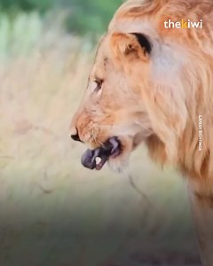 He found a baby honey badger on the road. The mother was nowhere to be seen. He was a lion, so there was only one possible choice. | The Kiwi