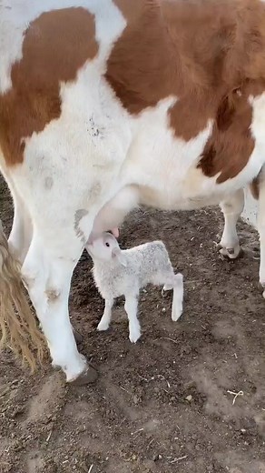 The old people used to say that the orphan baby need step mother whoever she is. Mongols always find a way to solve the orphan. That's why Mongolians sing long song to them. Because animals are same as like humans. They can feel, they have empathy. This is a clear proof that Mongolian people love animals, people and nature with the same spirit. This is Unconditional love. Once you enlighten yourself by unconditional love then peace will come. That is secret of peacebuilding for this planet. Ps: 