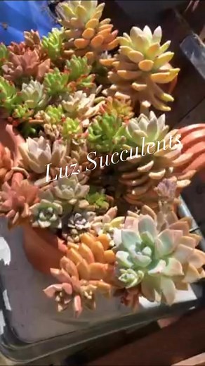 Sedum Varieties #succulents | Luz Yuhas