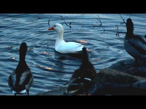 White mallard duck quacking / chatter call with flock of ducks & flying away with sounds
