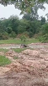 8.2K views · 746 reactions | KaaVan Update From Our Founder...