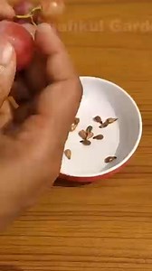 1.5K views · 26 reactions | How to grow grapes tree from seeds at home easy method #gardening | Nathan & Alsop | Facebook