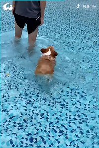 Corgi Butt Floating In Pool Is The FunniestThing You'll Ever See | Cat Lovers In The World | Facebook