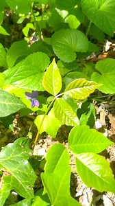 Can you spot the leaves of three hiding in that English Ivy? Be careful! #poisonivy #nature #leaves | Anything Outdoors | Facebook