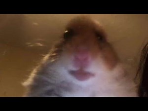 Vertically spinning rat (very emotional)