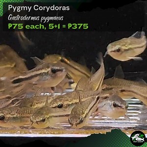 PYGMY CORYDORAS | Got Fish | Facebook