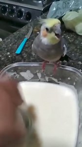 Random cuteness of a parrots 殺. #birdwatching #fypシ゚ #watch #birdlovers #StarsEverywhere #birds #fbpost #fbreelsvideo | Jandel Rita Obinque | Facebook