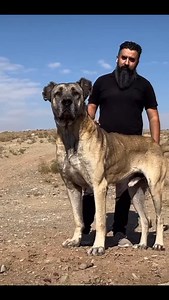 2.5K reactions · 16 shares | Takip | Şanlıurfa Güreh Çoban Köpekleri | Facebook