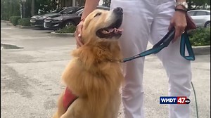 New dog licensing program aims to simplify process for Delaware pet owners - 47abc