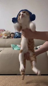 Looks like so much fun!#Pettingacat #Quirkycat #cat