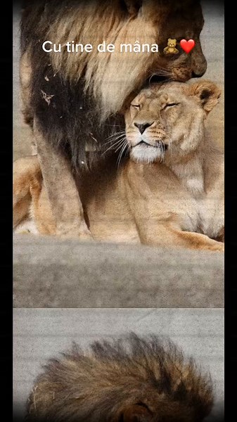 Lion and Lioness Wallpaper: Together Hand in Hand