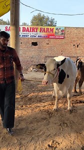 Biggest Dairy Farm in Punjab || Call-95180-55688 | Malwa Farmhouse