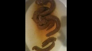 Toilet The New Bedroom