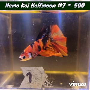 NEMO KOI HALFMOON BETTA | Got Fish