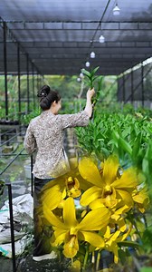 Hoa lan vàng mai. Đồng tiền vàng #chamsochoalan #hoalan | Vườn Hoa Lan Đẹp