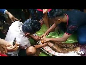 23-Feet Long Python Swallowed 54 Years Old Woman In Indonesia